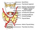 Thyroid gland anatomy infographic diagram structure and parts