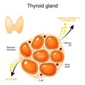 Thyroid gland anatomy and physiology