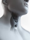 The thyroid gland Royalty Free Stock Photo