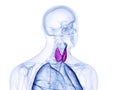 The thyroid gland Royalty Free Stock Photo