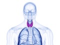 The thyroid gland Royalty Free Stock Photo