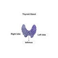 Thyroid gland front view on white background. Human body organ anatomy icon with description. Medical concept. Isolated vector Royalty Free Stock Photo