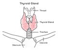Thyroid gland infographic diagram