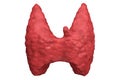 Thyroid gland isolated front view