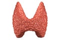 Thyroid gland isolated front view