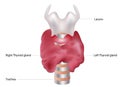 Thyroid gland and larynx