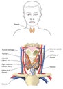 The thyroid gland