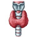 Thyroid Gland