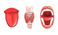 Thyroid Gland, Open Mouth and Tongue, Human Internal Organs Set Cartoon Vector Illustration Royalty Free Stock Photo