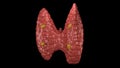 Thyroid gland organ rotating in seamless loop