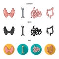 Thyroid gland, spine, small intestine, large intestine. Human organs set collection icons in cartoon,black,flat style