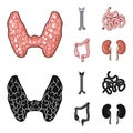 Thyroid gland, spine, small intestine, large intestine. Human organs set collection icons in cartoon,black style vector