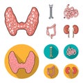 Thyroid gland, spine, small intestine, large intestine. Human organs set collection icons in cartoon,flat style vector