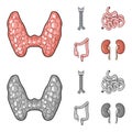 Thyroid gland, spine, small intestine, large intestine. Human organs set collection icons in cartoon, monochrome style