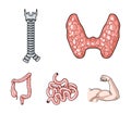 Thyroid gland, spine, small intestine, large intestine. Human organs set collection icons in cartoon style vector symbol