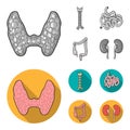 Thyroid gland, spine, small intestine, large intestine. Human organs set collection icons in monochrome,flat style