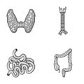 Thyroid gland, spine, small intestine, large intestine. Human organs set collection icons in monochrome style vector