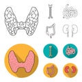 Thyroid gland, spine, small intestine, large intestine. Human organs set collection icons in outline, flat style vector