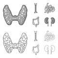 Thyroid gland, spine, small intestine, large intestine. Human organs set collection icons in outline,monochrome style