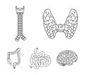 Thyroid gland, spine, small intestine, large intestine. Human organs set collection icons in outline style vector symbol