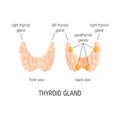 Thyroid gland vector Royalty Free Stock Photo