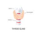 Thyroid gland vector Royalty Free Stock Photo