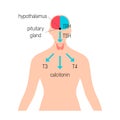 Thyroid gland vector Royalty Free Stock Photo