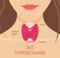 Thyroid gland of a woman