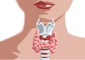 Thyroid gland at woman