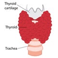 Thyroid healthy and enlarged thyroid. hypothyroid vector illustration Royalty Free Stock Photo