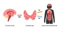 Thyroid hormones diagram