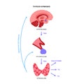 Thyroid hormones diagram