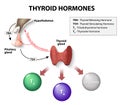 Thyroid hormones Royalty Free Stock Photo
