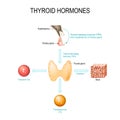 Thyroid hormones. Human endocrine system
