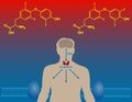 Thyroid hormones