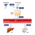 Thyroid Hormones. Regulation of vital Functions of body. Human endocrine system