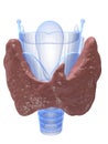 Thyroid and larynx Royalty Free Stock Photo