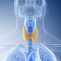 the thyroid Royalty Free Stock Photo