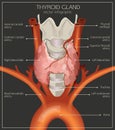 Thyroid System Image
