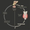 Thyroid System Image