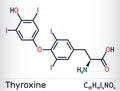 Thyroxine, T4, levothyroxine molecule. It is thyroid hormone, prohormone of thyronine T3, used to treat hypothyroidism. Skeletal