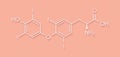 Thyroxine (T4, levothyroxine) thyroid hormone molecule. Prohormone of thyronine (T3). Used as drug to treat hypothyroidism.