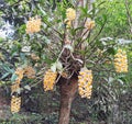 thyrsiflorum species of orchid that gives beautiful bunches of flowers hanging from a tree in the middle of the forest