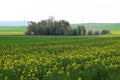 ThÃÂ¼r, Germany - 04 23 2021: yellow blooming oilseed fields with a few spring trees in between