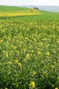 ThÃÂ¼r, Germany - 04 23 2021: yellow blooming oilseed fields with grain next to them