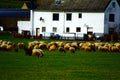 ThÃÂ¼r, Germany - 02 29 2020: Sheep herd on winter green grassland