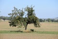 a tree full of ripe apples Royalty Free Stock Photo