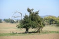 apple tree with one dead branch and still a heavy load of apples Royalty Free Stock Photo