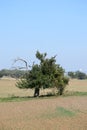 apple tree with a heavy load of apples and one dead branch Royalty Free Stock Photo