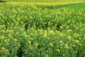 ThÃÂ¼r, Germany - 04 23 2021: yellow blooming oilseed